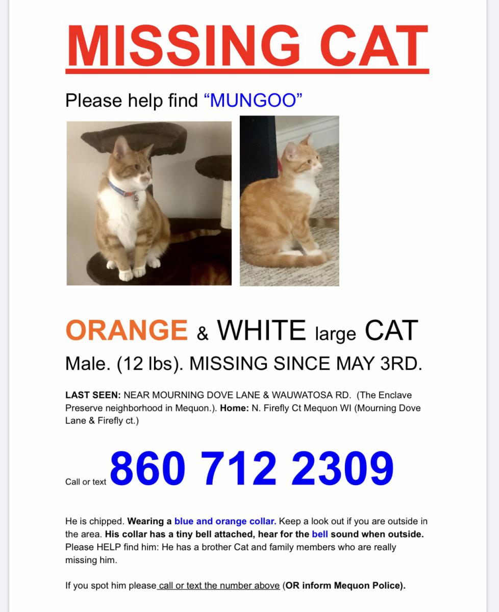 Image of Mungoo, Lost Cat