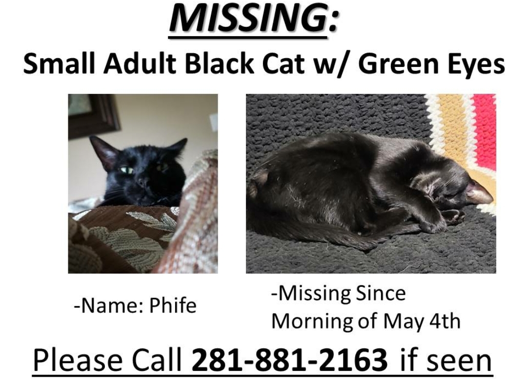 Image of Phife, Lost Cat