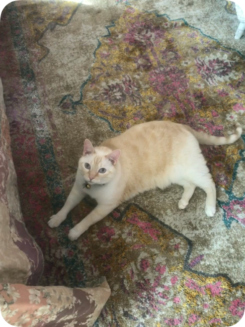 Image of Minou, Lost Cat