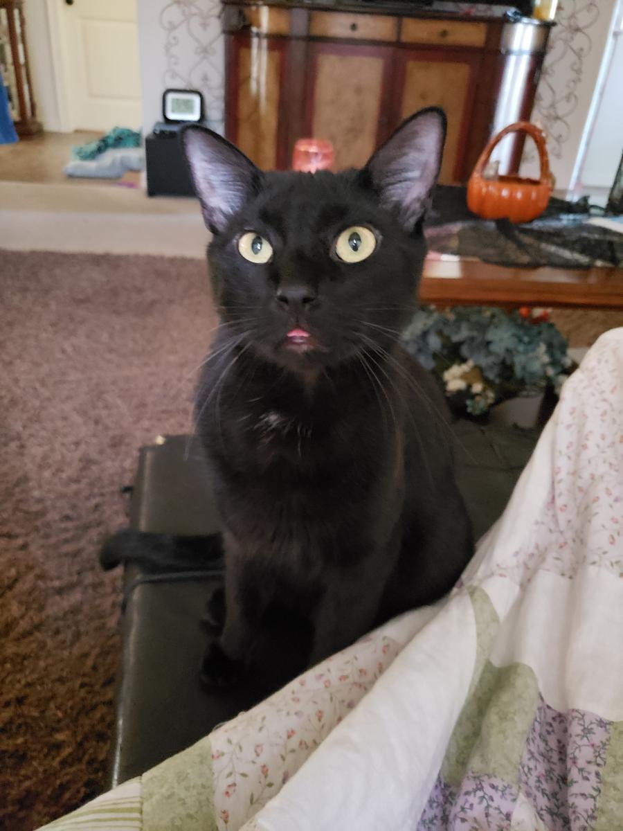 Image of Toothless or Boi, Lost Cat