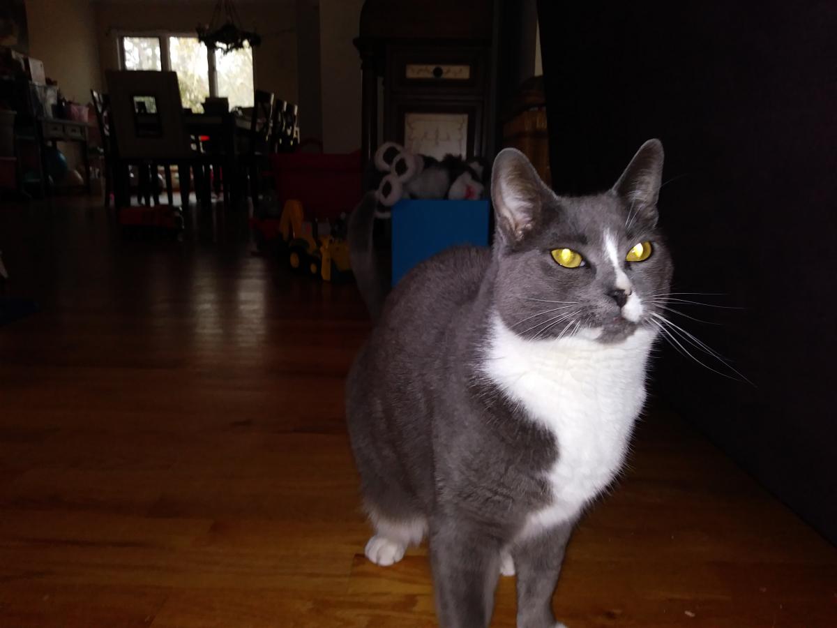 Image of Jelly Bean, Lost Cat
