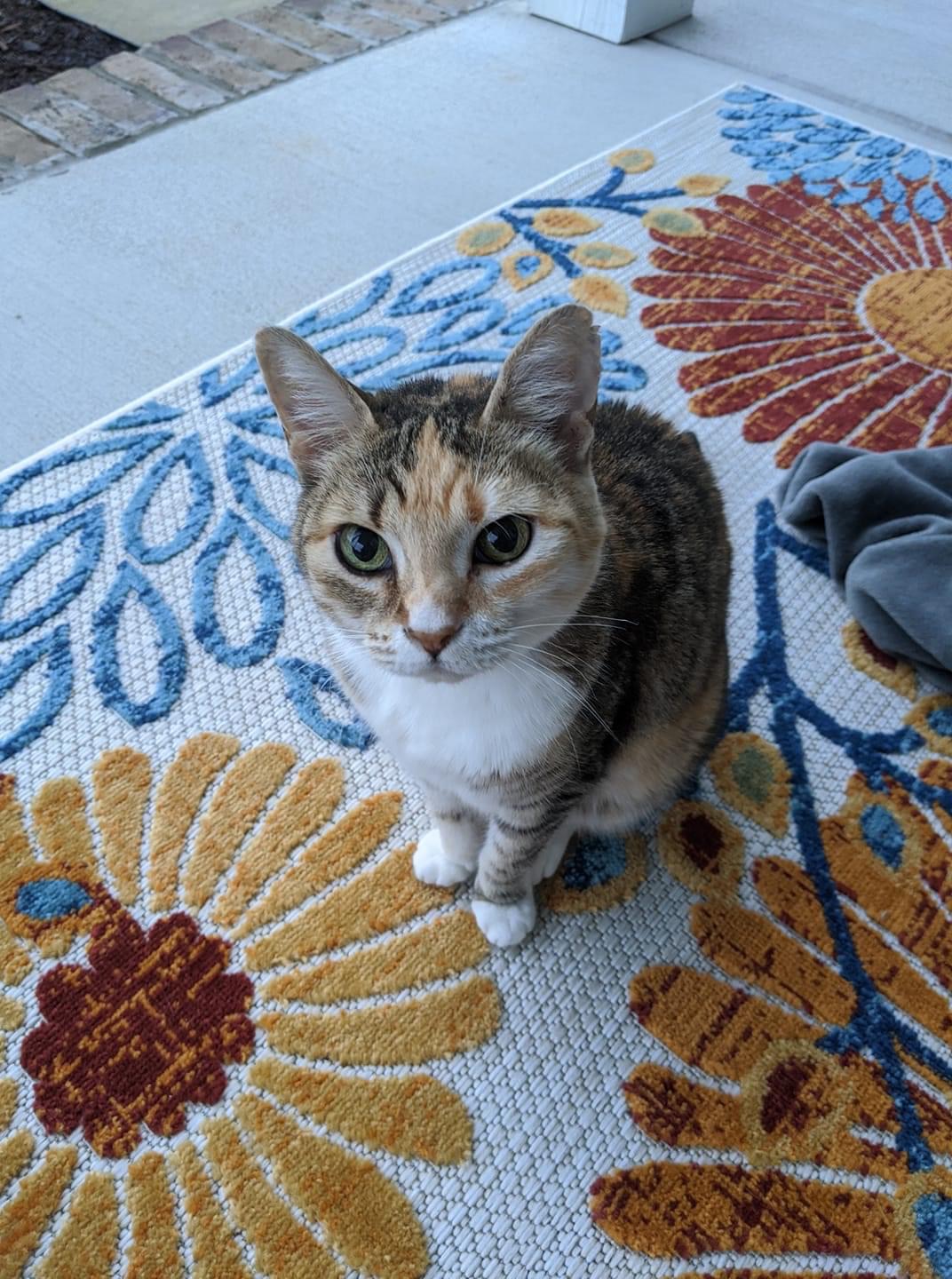 Image of Gina, Lost Cat