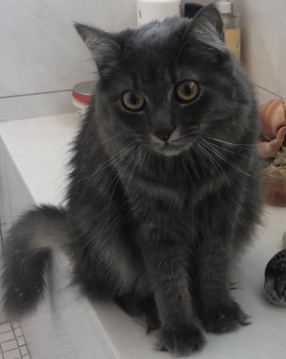 Image of Ayse, Lost Cat