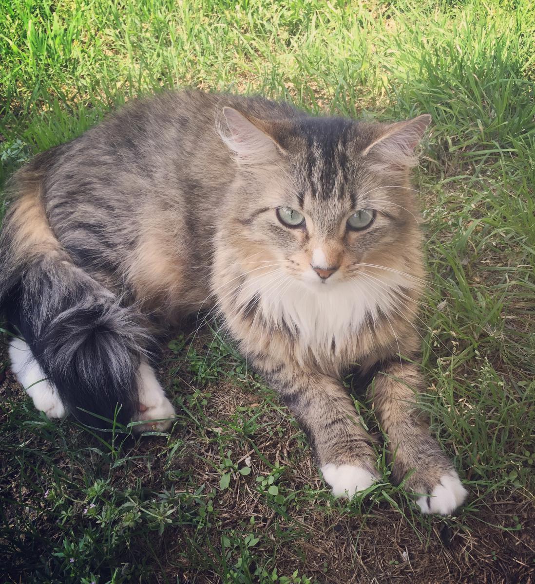 Image of Bibba, Lost Cat