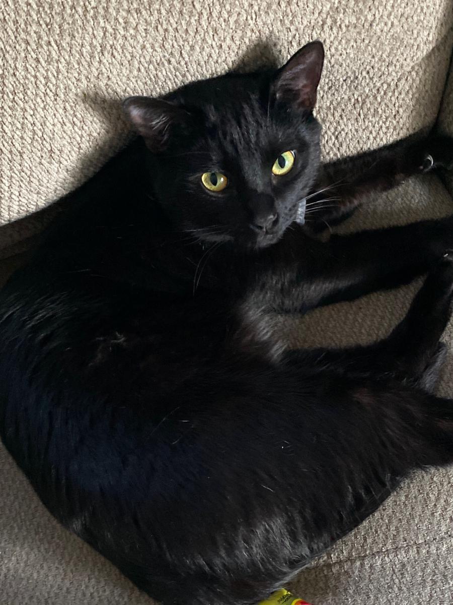 Image of Oreo Khalil, Lost Cat