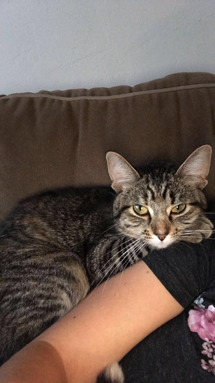 Image of Liberty, Lost Cat