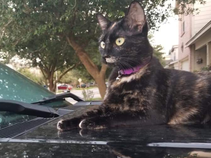 Image of Hailey, Lost Cat