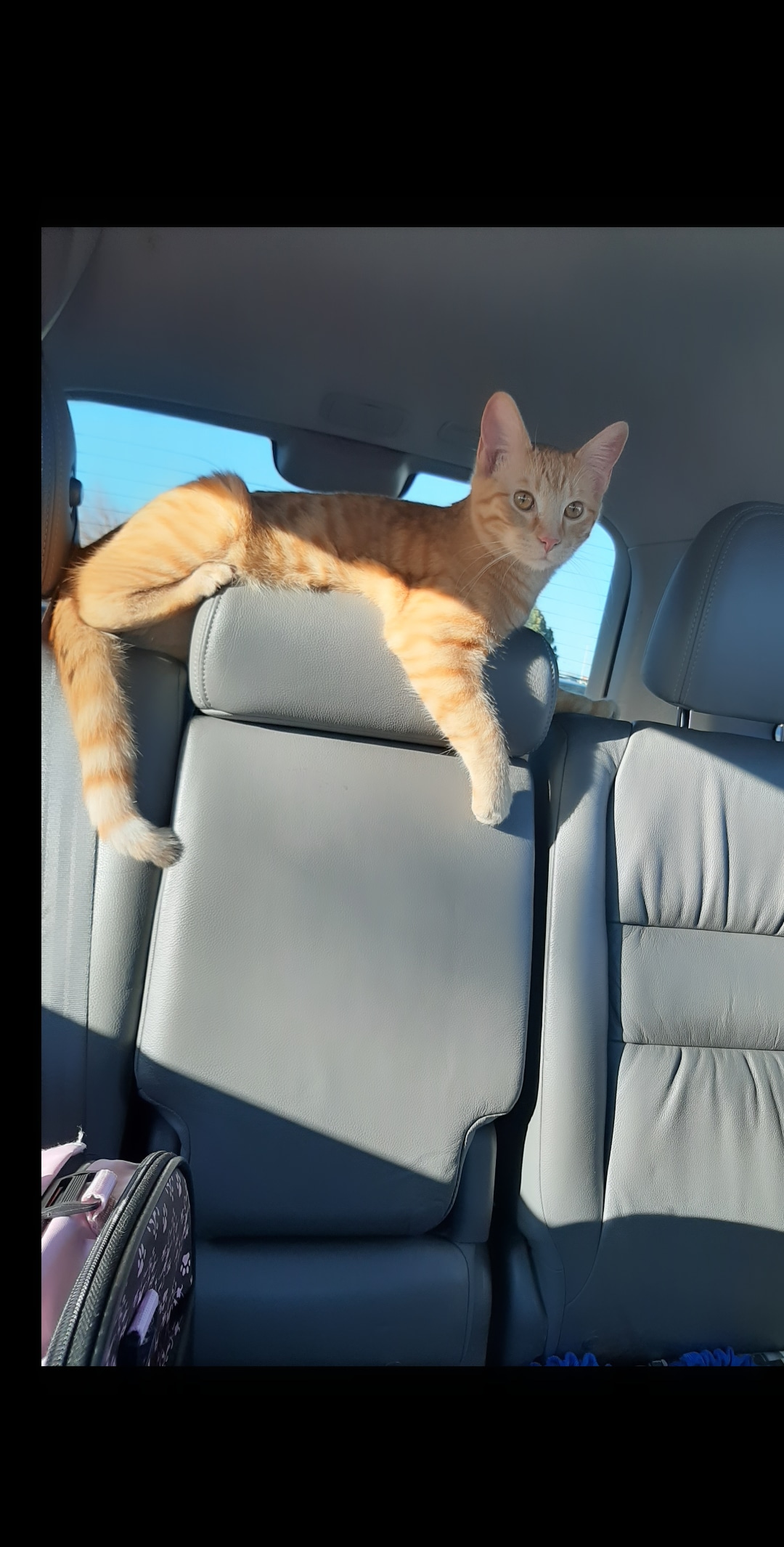 Image of Hobbes, Lost Cat