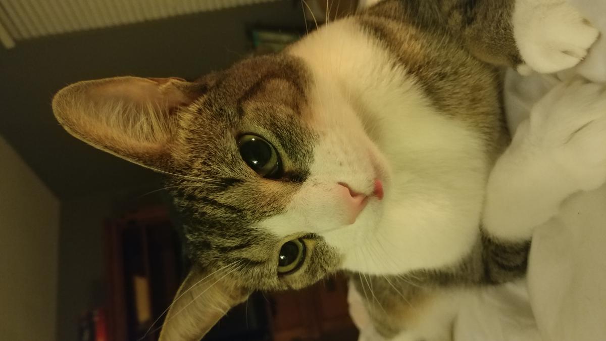Image of Oreo, Lost Cat