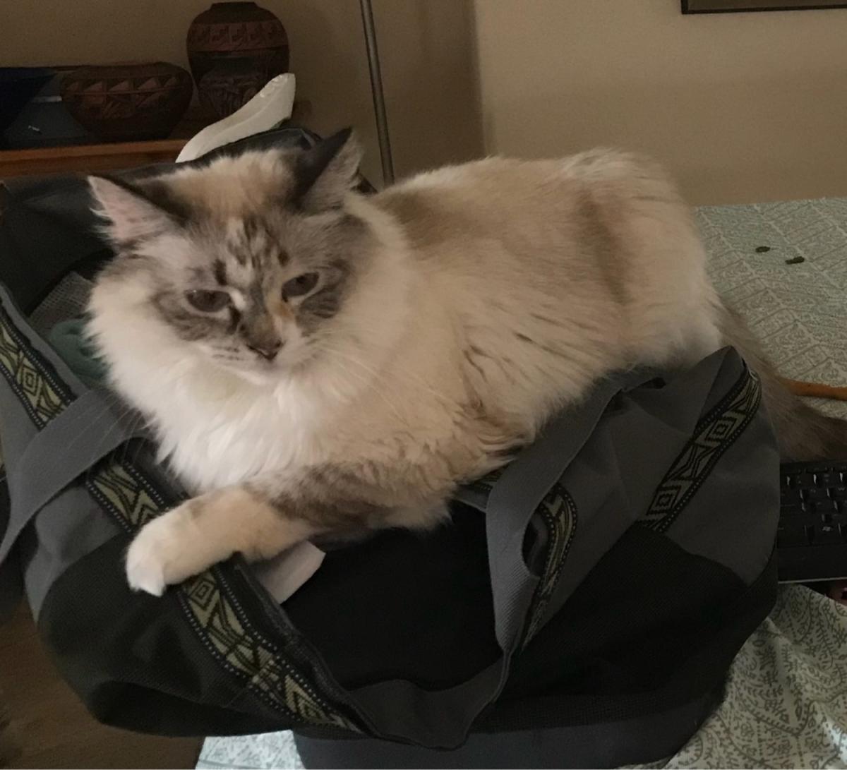 Image of WILLOW, Lost Cat
