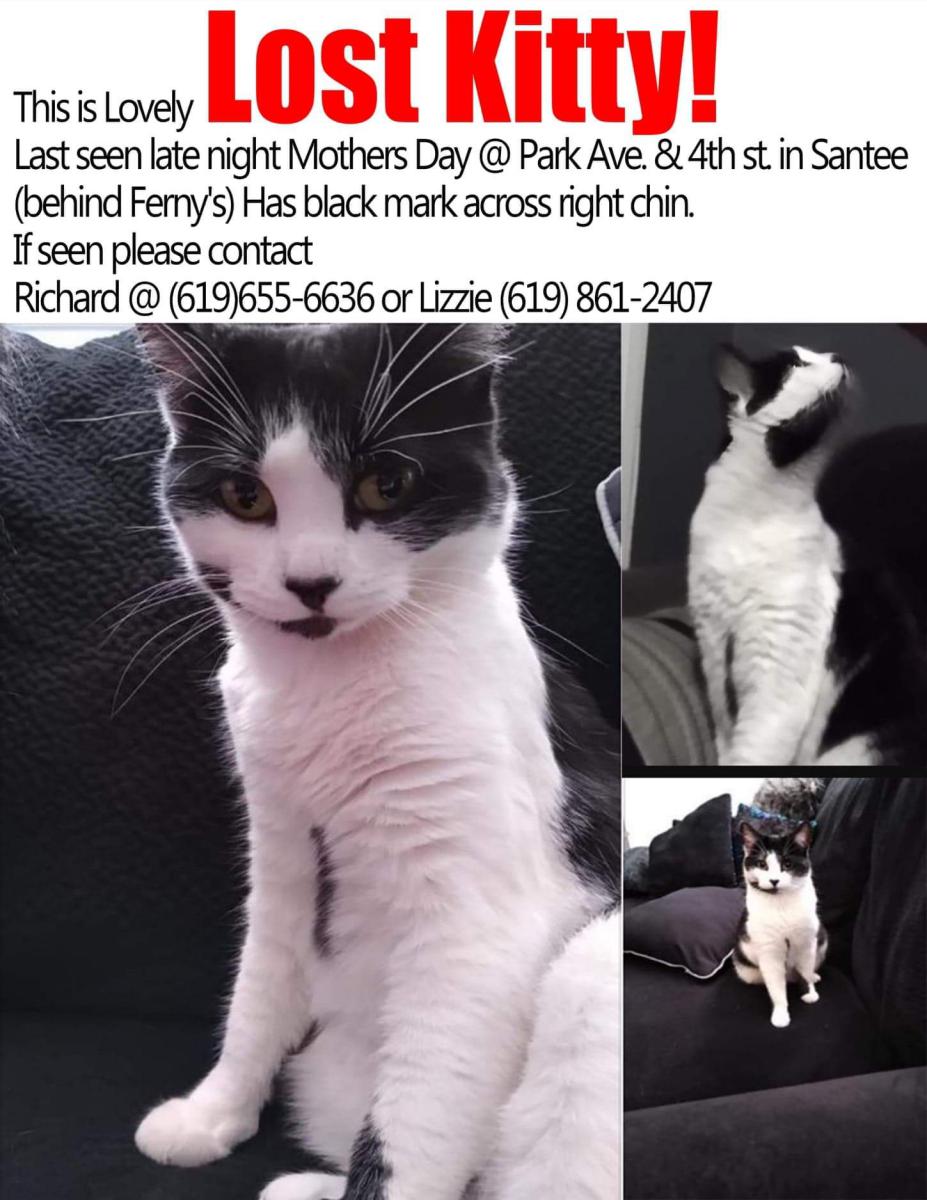 Image of Lovely, Lost Cat