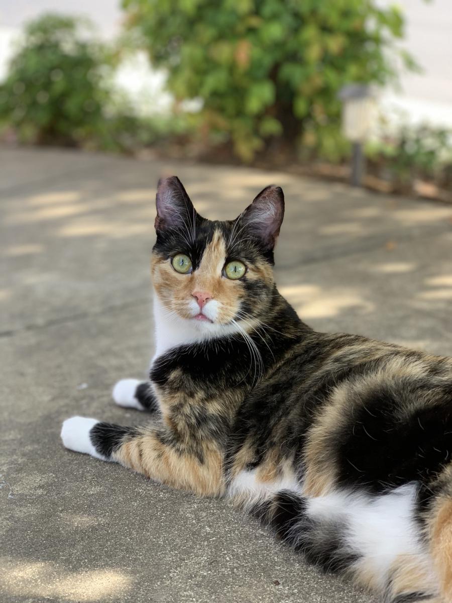 Image of Hazel, Lost Cat