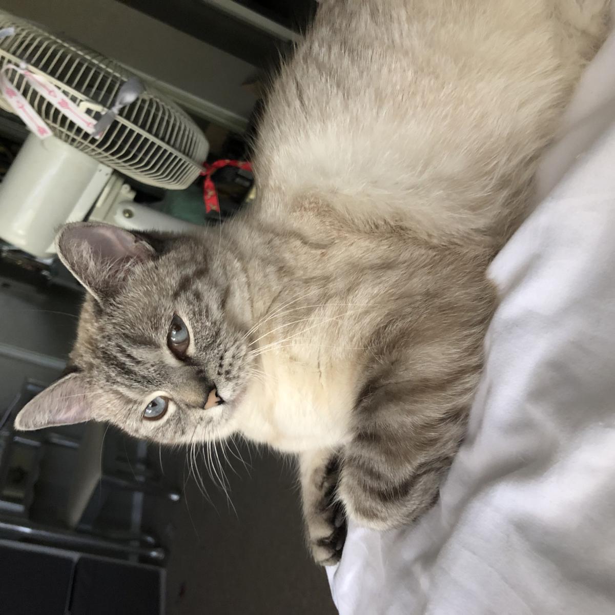 Image of Beauty, Lost Cat