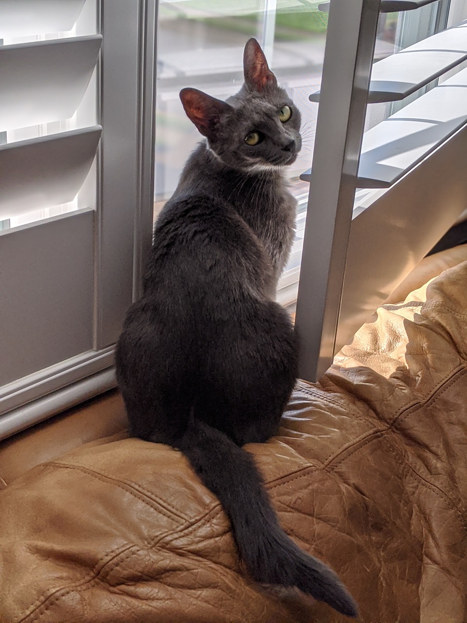 Lost Cat Domestic Short Hair in HAMPTON, VA - Lost My Kitty