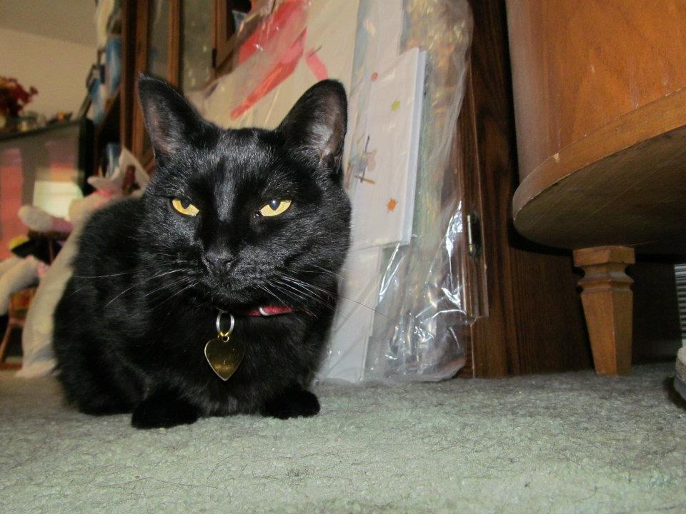 Lost Cat Bombay In LAS VEGAS NV Lost My Kitty lost-cat-bombay-in-las-vegas-nv-lost-my-kitty