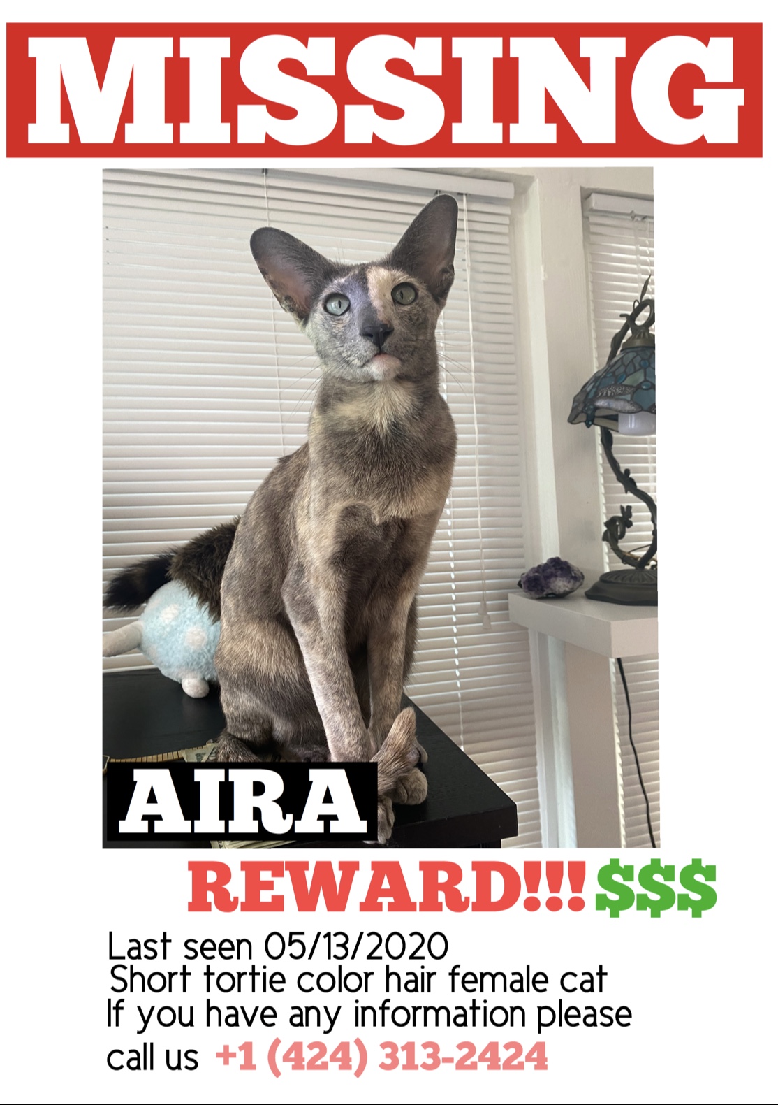 Image of Aira, Lost Cat