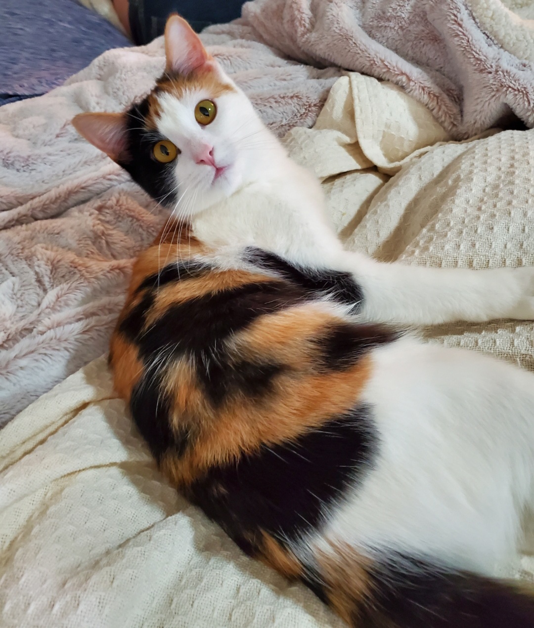 Image of Spice, Lost Cat
