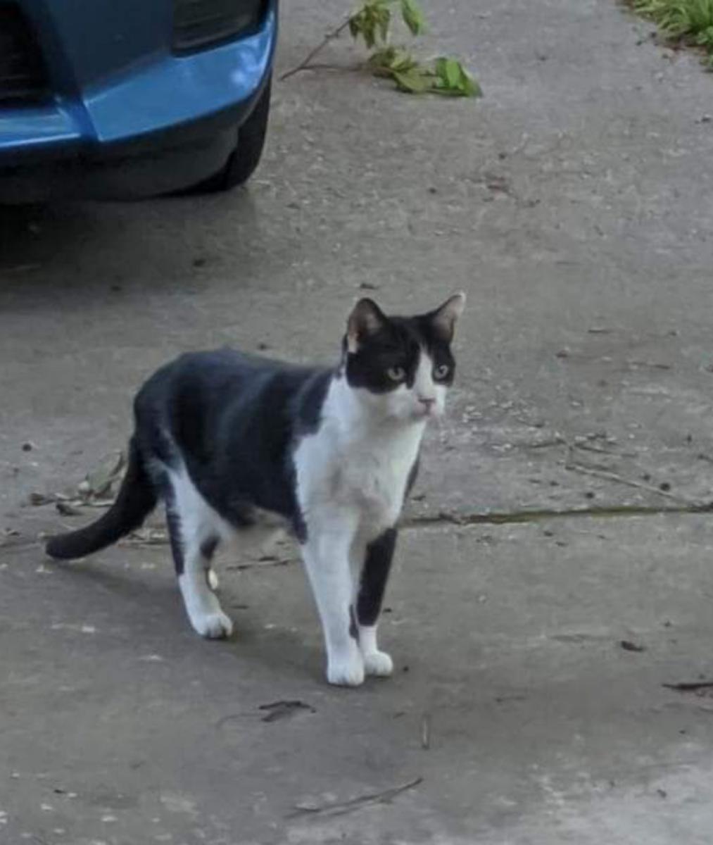 Image of Tavi, Lost Cat