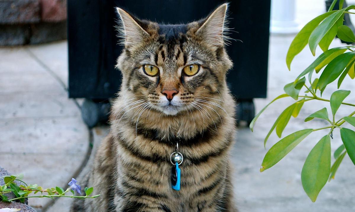 Image of Raider, Lost Cat