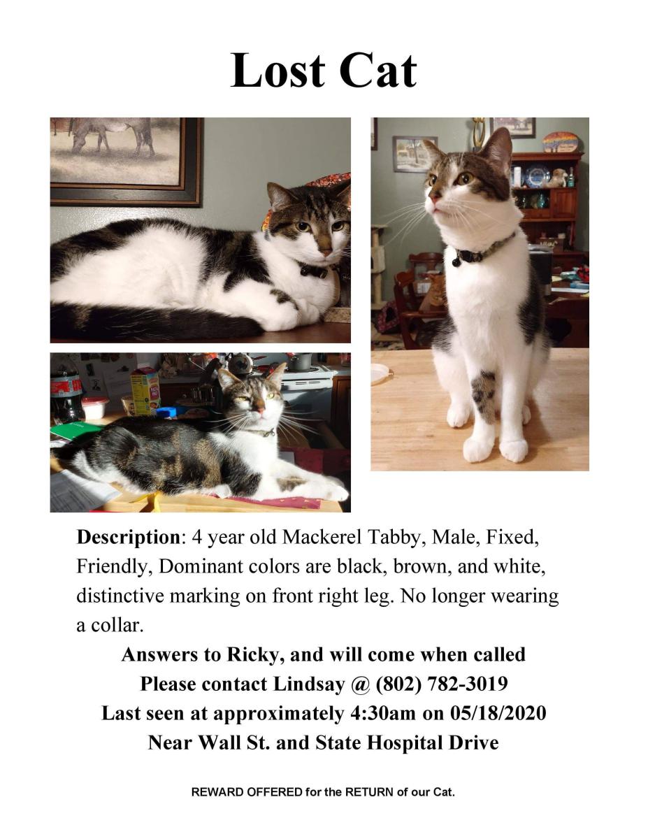 Image of Ricky, Lost Cat