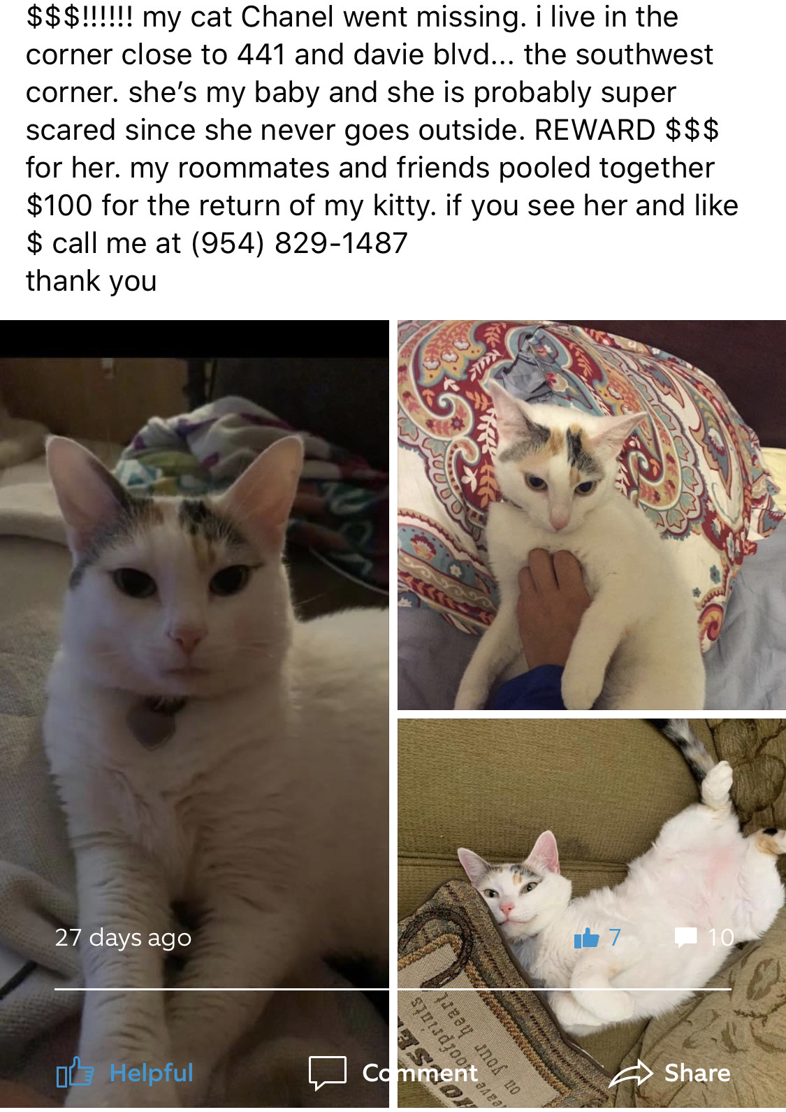 Image of Chanel, Lost Cat