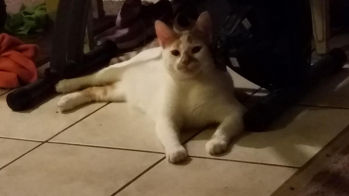 Image of James, Lost Cat