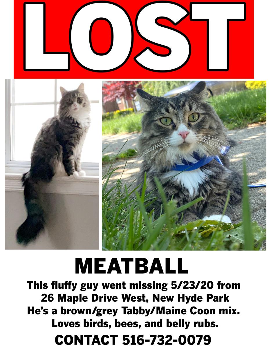 Image of Meatball, Lost Cat