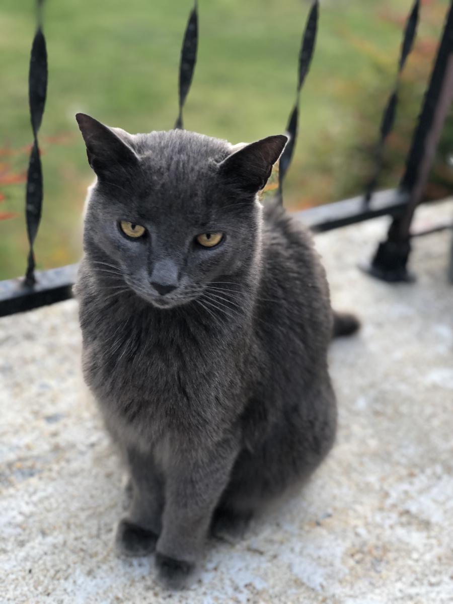 Image of Troy, Lost Cat