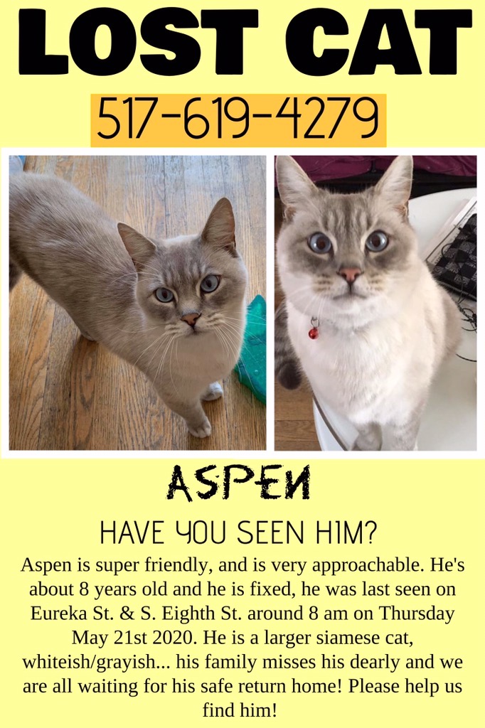 Image of Aspen, Lost Cat