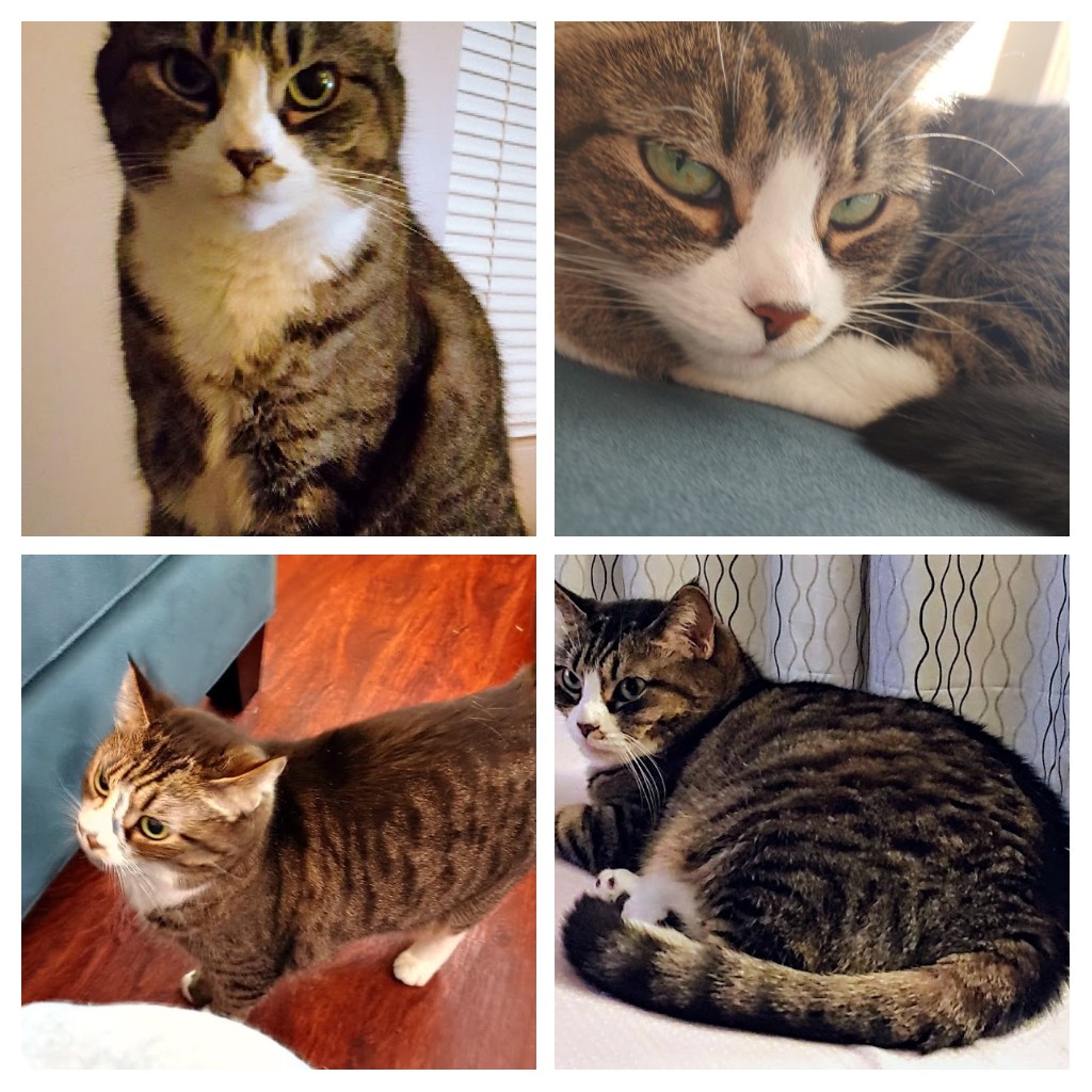 Image of Patton, Lost Cat