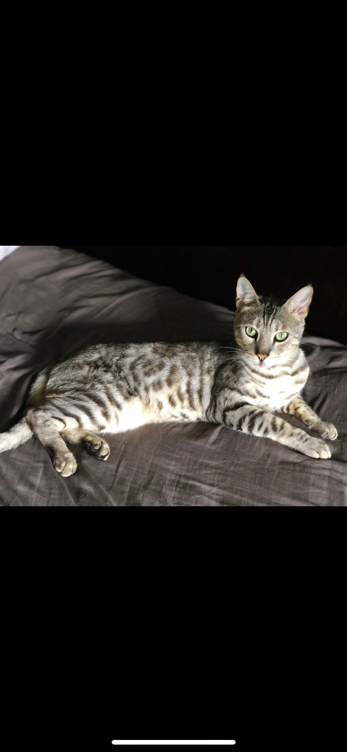 Image of Jag, Lost Cat