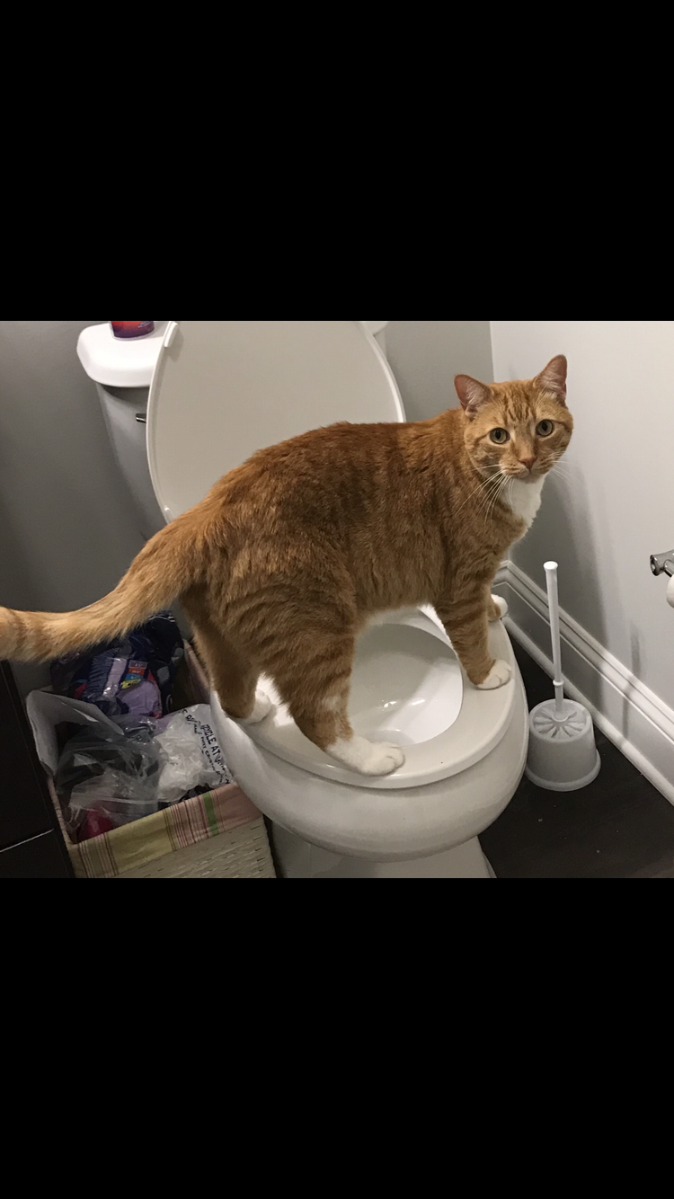 Image of Cosmo — orange tabby, Lost Cat