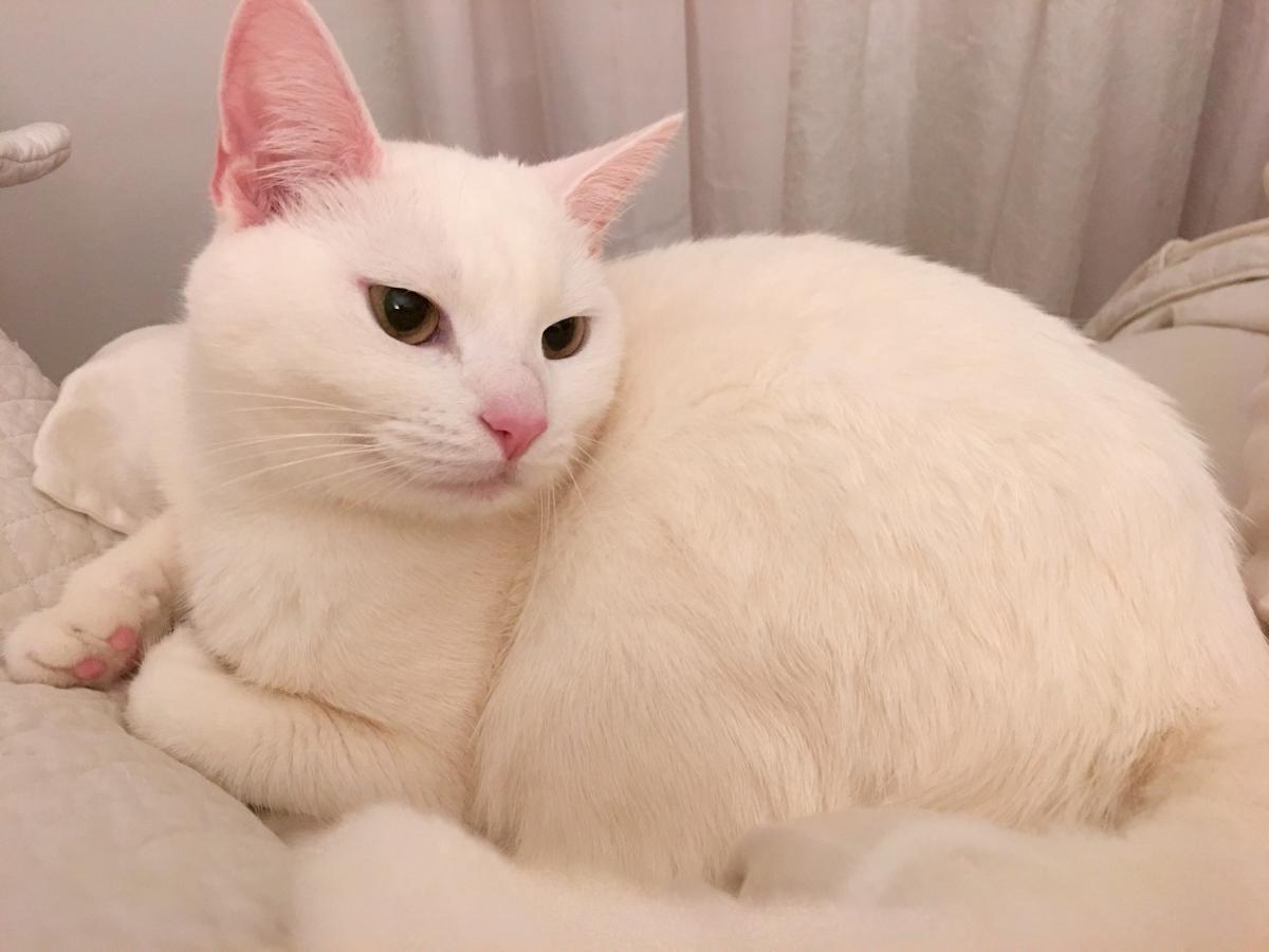 Image of Snow White, Lost Cat
