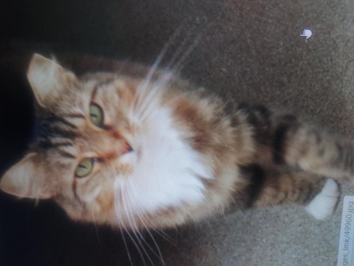 Image of Skittles, Lost Cat