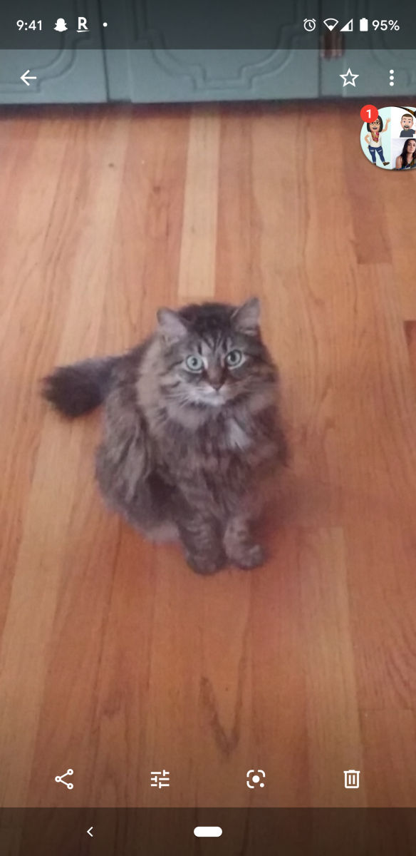 Image of Abbey, Lost Cat