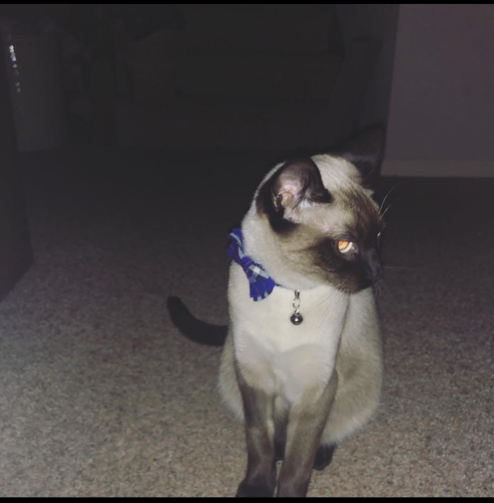 Image of Mitch, Lost Cat