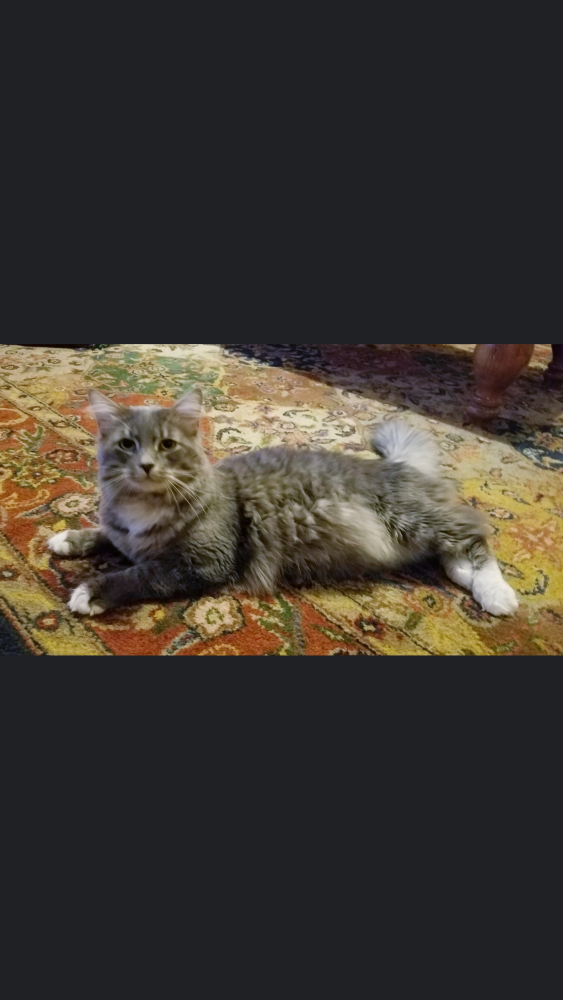 Image of Orion, Lost Cat