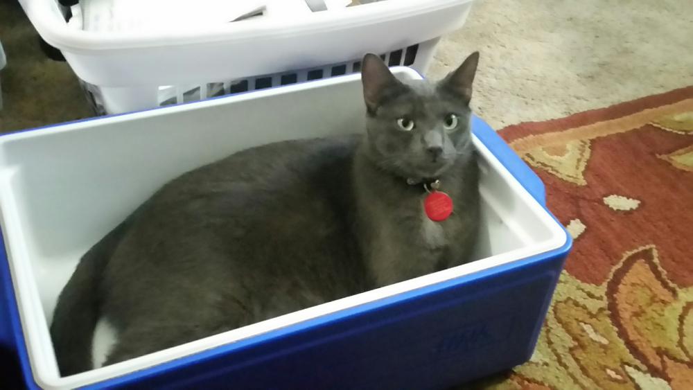 Image of Mister Gray, Lost Cat