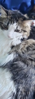 Image of Misiu, Lost Cat