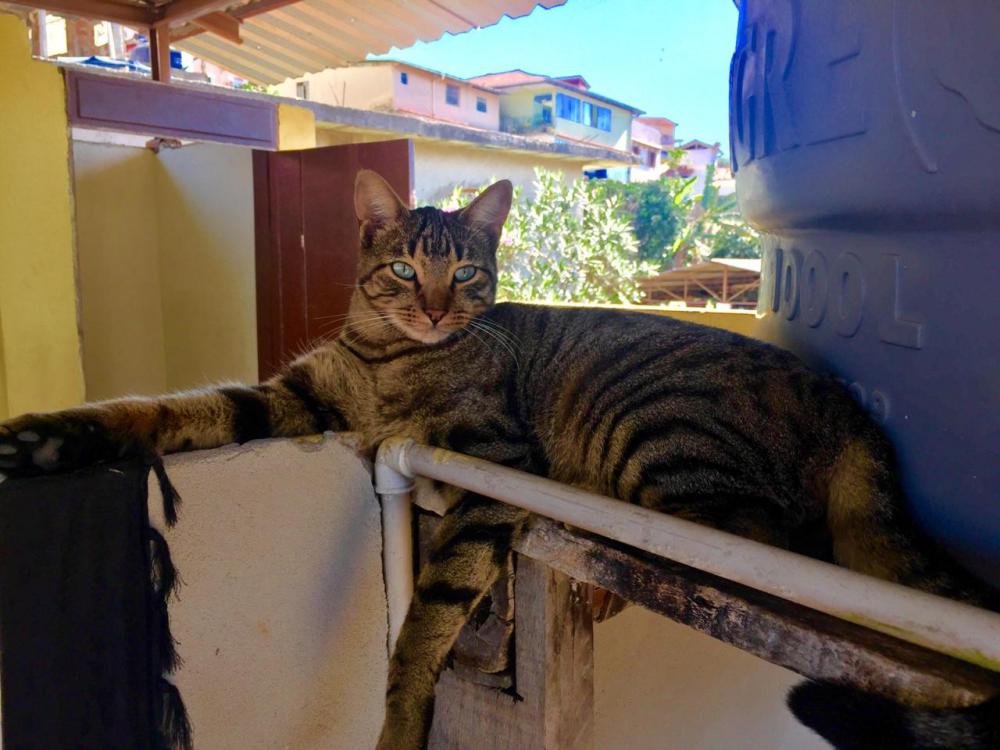 Image of Tião, Lost Cat