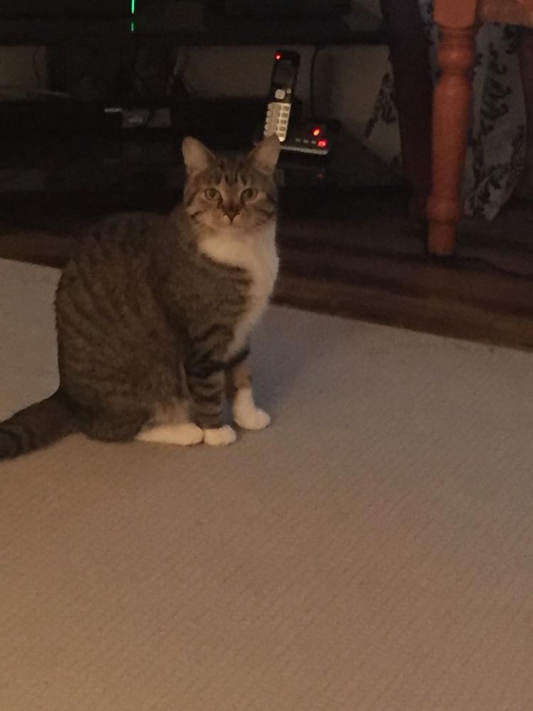 Lost Cat Unknown in CARVER, MA Lost My Kitty
