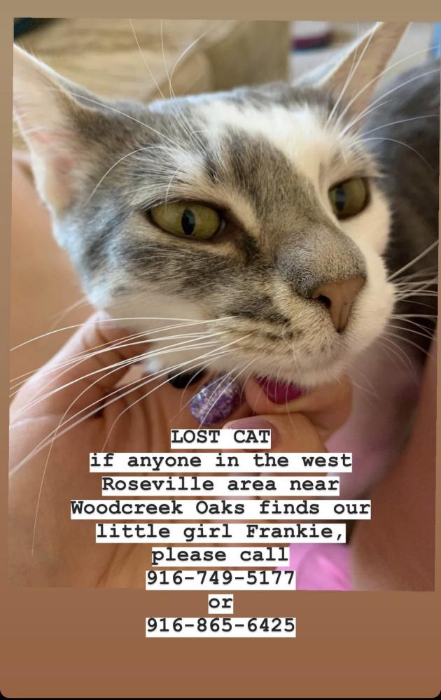 Image of Frankie (Brooke), Lost Cat