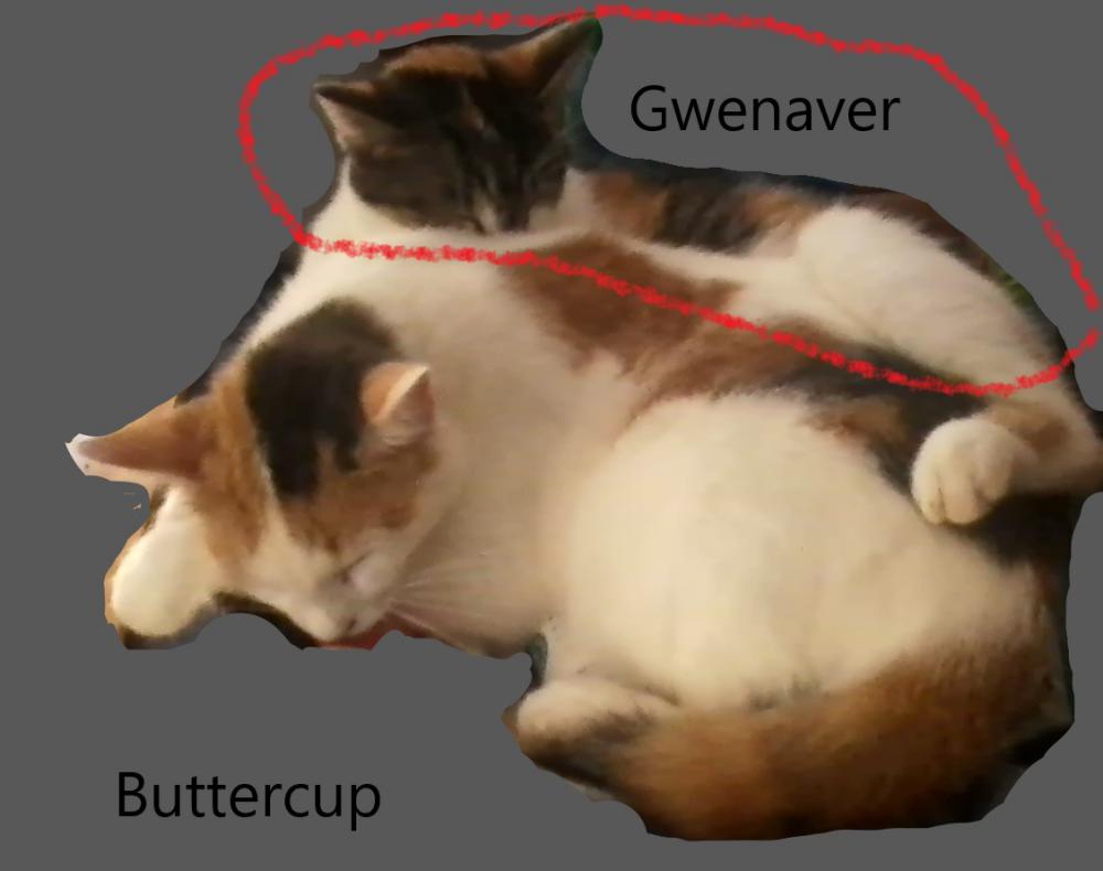 Image of Gwenaver, Lost Cat