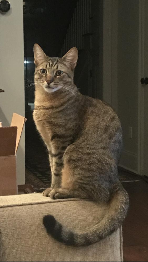 Image of Brooks, Lost Cat