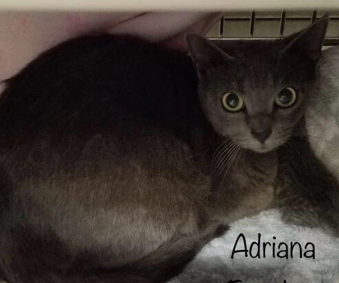 Image of Adriana, Lost Cat
