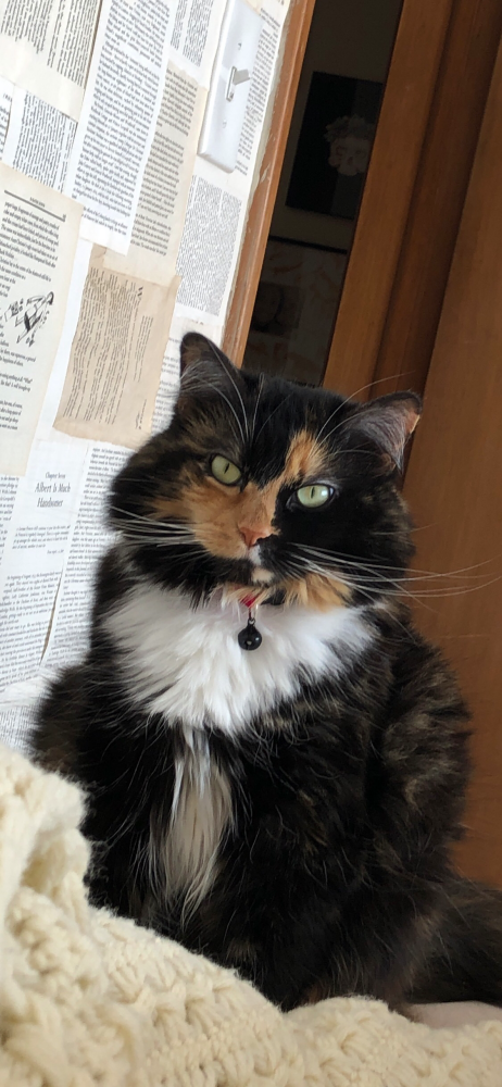Image of Sammie, Lost Cat