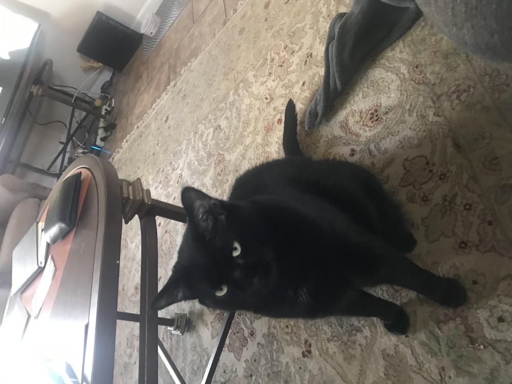 Image of Black Cat, Lost Cat