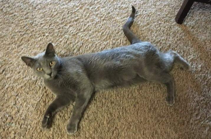 Image of Dr Grey, Lost Cat