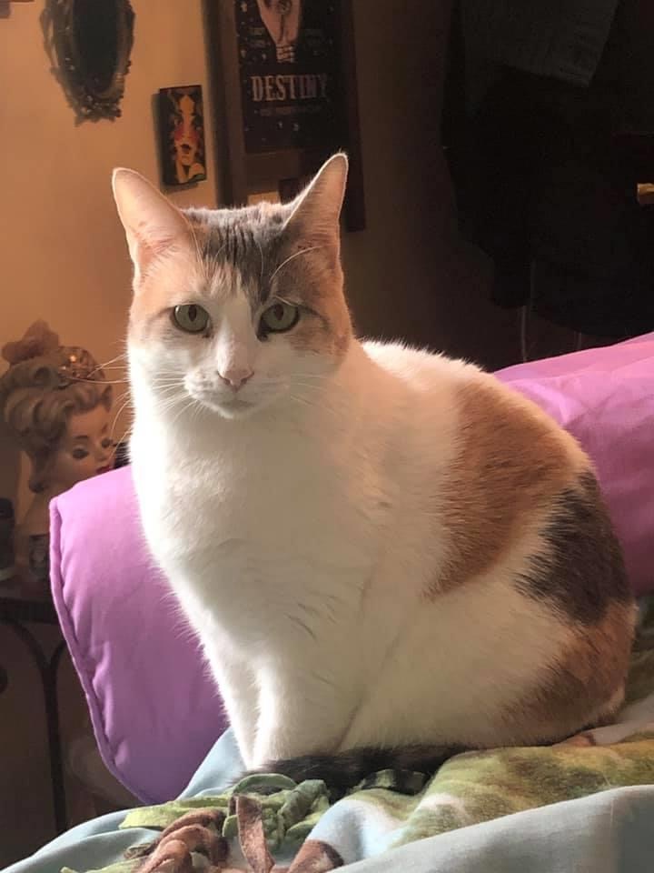 Image of Maggie, Lost Cat