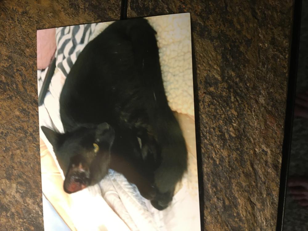 Image of Peppy, Lost Cat